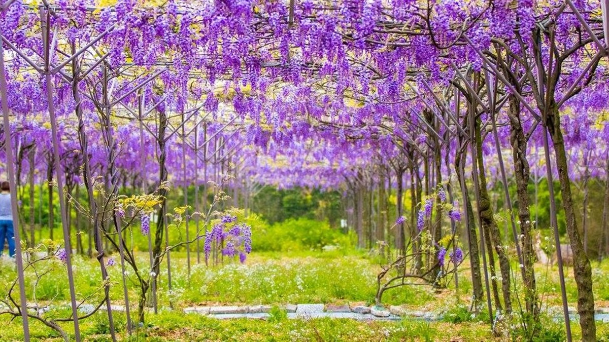 浪漫賞花祕境！「紫藤花隧道」下周連假最美！