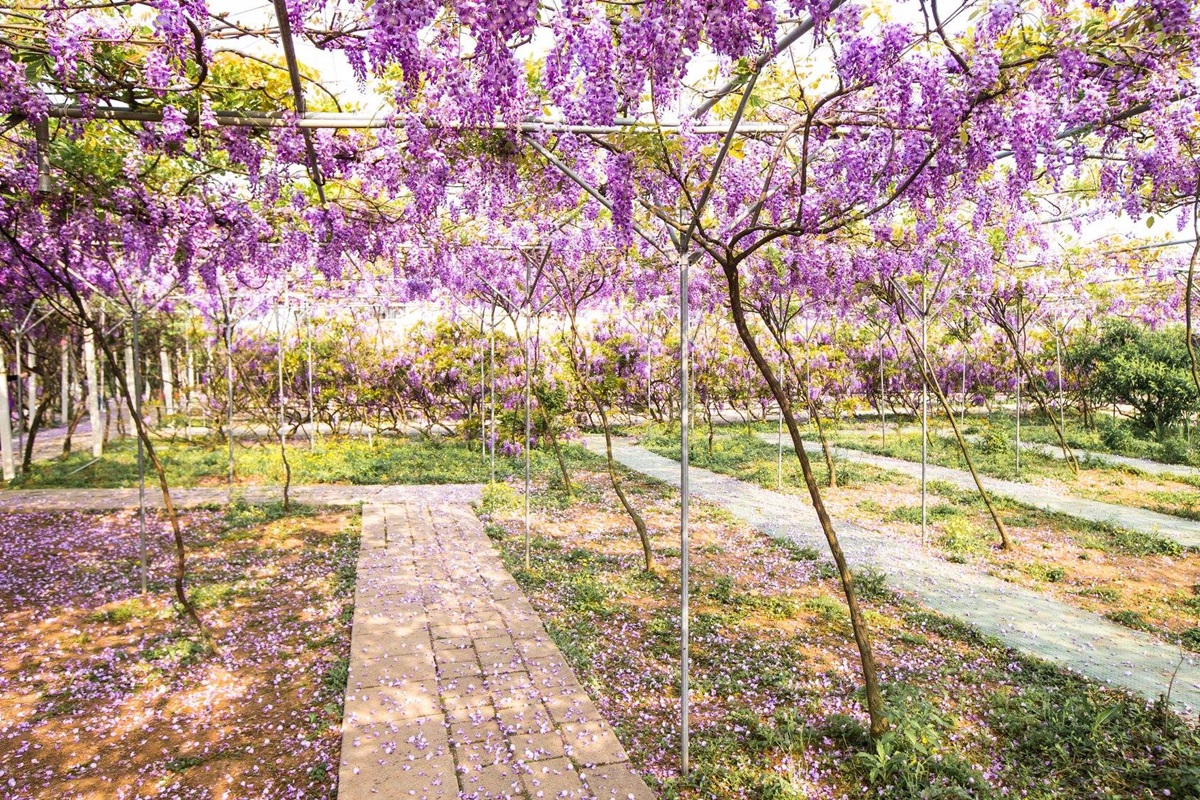 浪漫賞花祕境！「紫藤花隧道」下周連假最美！