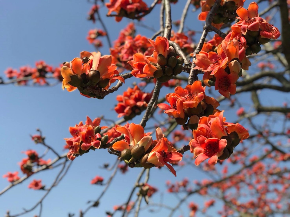 把握最後一周賞花！最火紅「木棉花道」綻放