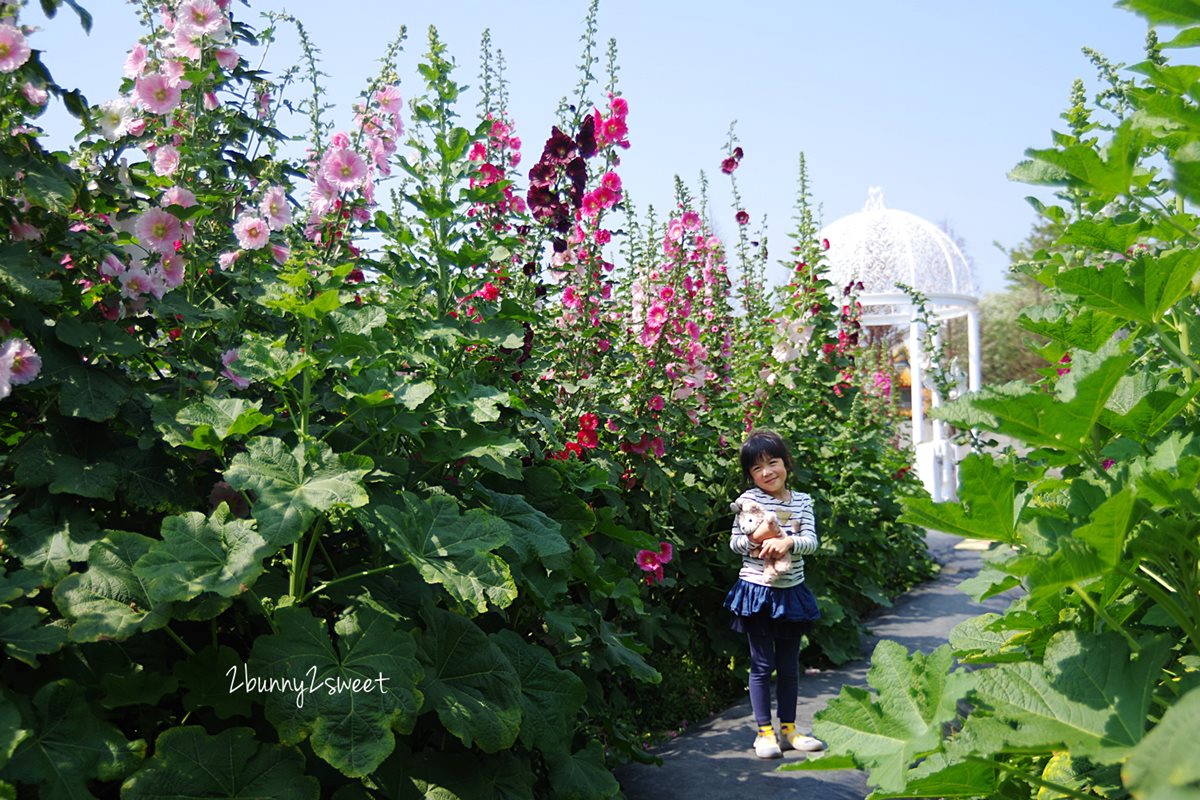 【春假怎麼玩】比人還高！夢幻「蜀葵花海」成熱門打卡點