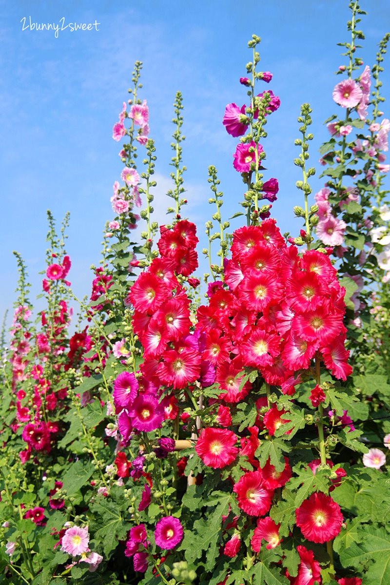 【春假怎麼玩】比人還高！夢幻「蜀葵花海」成熱門打卡點