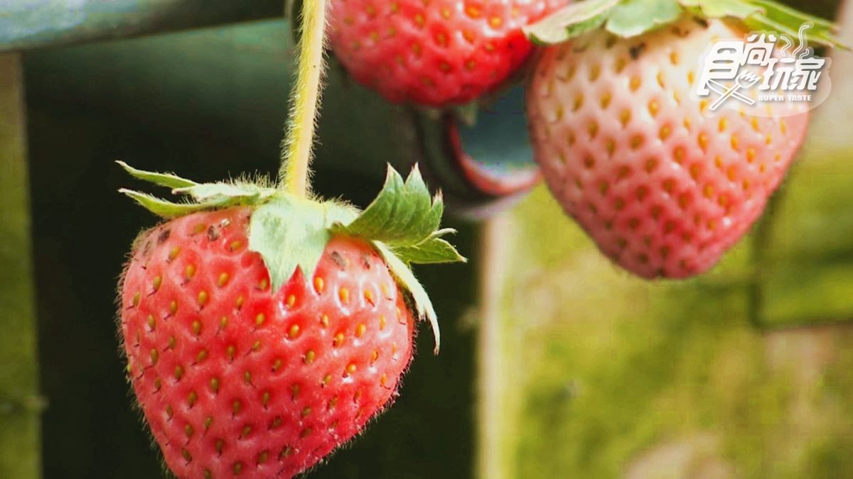採草莓小旅行全台19熱點：稀有白草莓、3倍大巨無霸草莓、順遊落羽松祕境