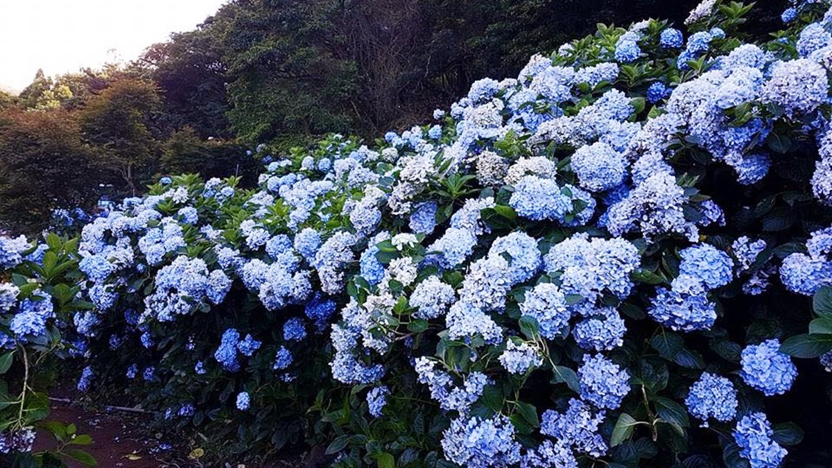 仙氣爆發！5月限定「夢幻繡球花」盛開，藍紫色花牆綻放中