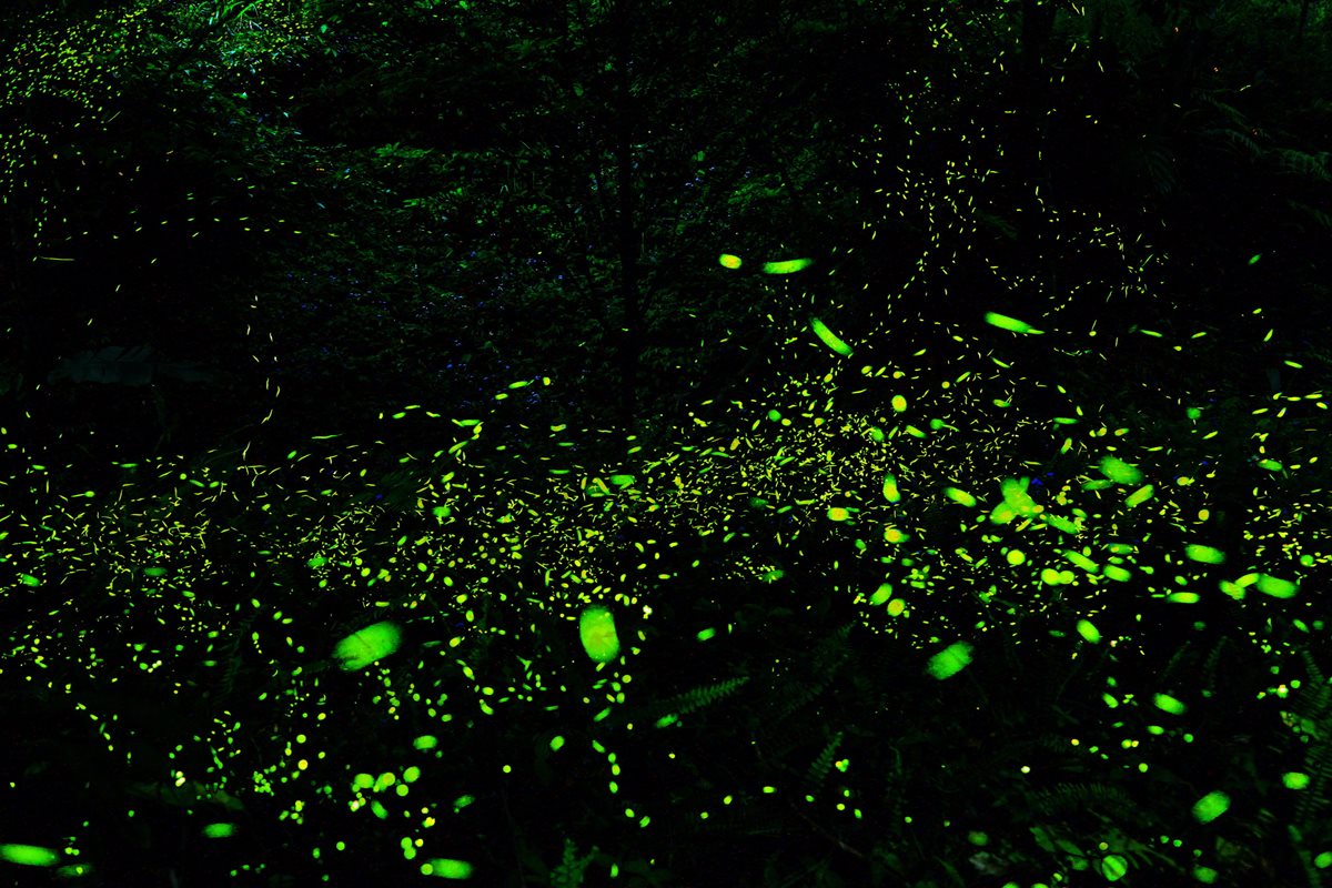 這是仙境吧？萬株繡球花盛開+螢火蟲祕境、無光害星空