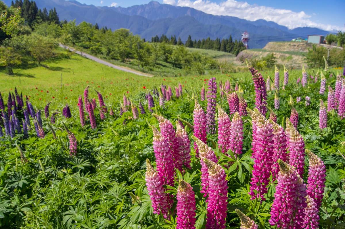 超萌小旅行！粉紫冰棒「魯冰花」站好等你，一起住「蘋果屋」露營賞星空