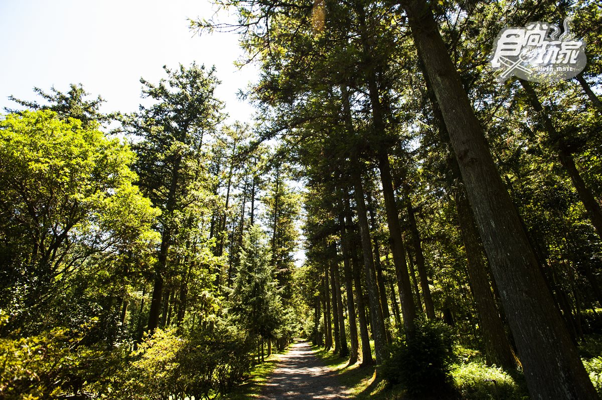 假日「涼感步道」來這裡！全台最大原始森林步道、原木吊床、流水階梯、順遊美食