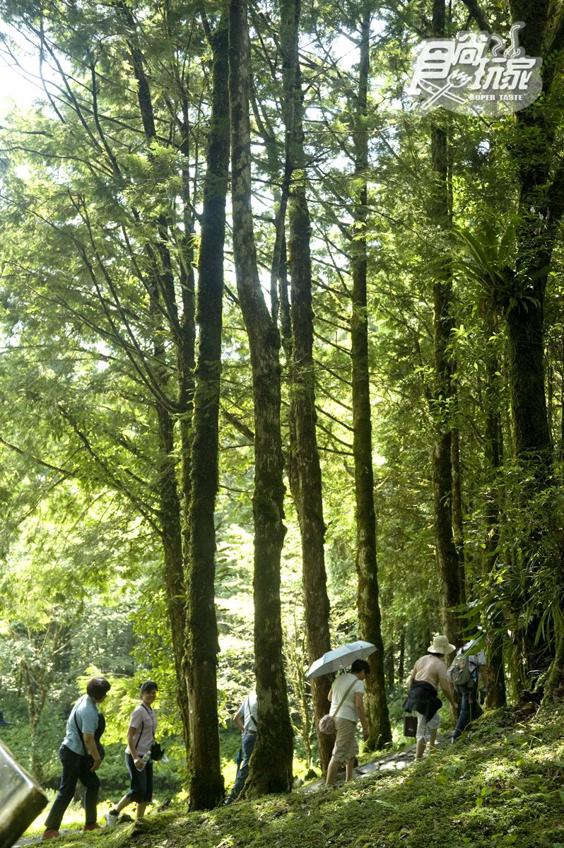 避暑度假首選！宜蘭16℃山湖祕境、千年神木步道，順路搭森鐵小火車、蔥油餅DIY