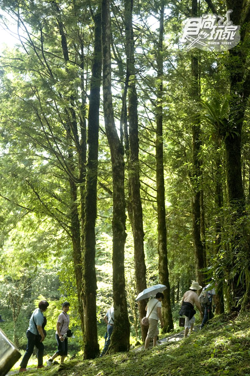 夏天避暑這樣玩＃宜蘭「全程16℃」的山湖生態祕徑：千年神木步道、森林小火車、三星蔥田DIY