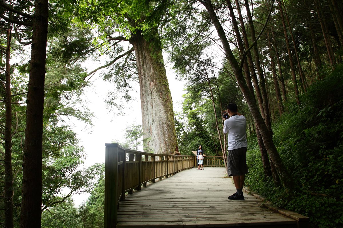夏天避暑這樣玩＃宜蘭「全程16℃」的山湖生態祕徑：千年神木步道、森林小火車、三星蔥田DIY