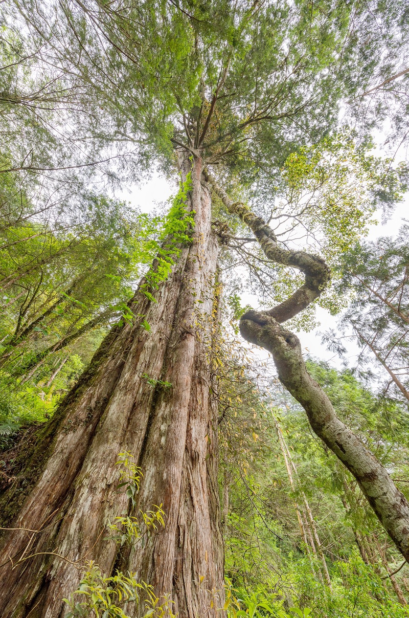 闖進馬告神木森林、與鯨同遊龜山島！飯店暑期特惠活動開跑