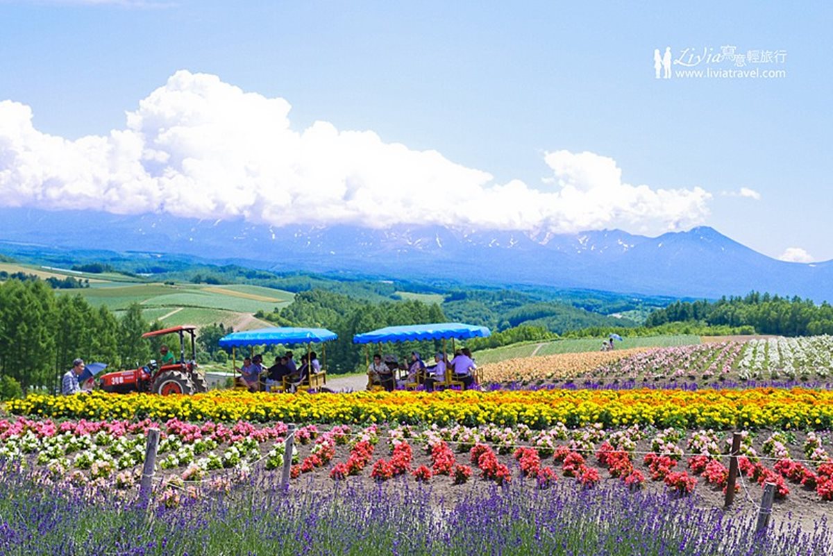 夏天玩北海道「彩虹花田」 最內行！這３處「無料景點」根本像仙境