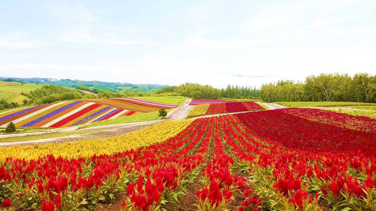 夏天玩北海道「彩虹花田」 最內行！這３處「無料景點」根本像仙境