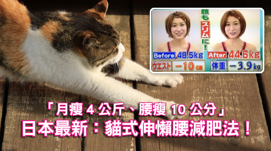「月瘦4公斤、腰瘦10公分」日本最新：貓式伸懶腰減肥法！性感小野貓就是妳