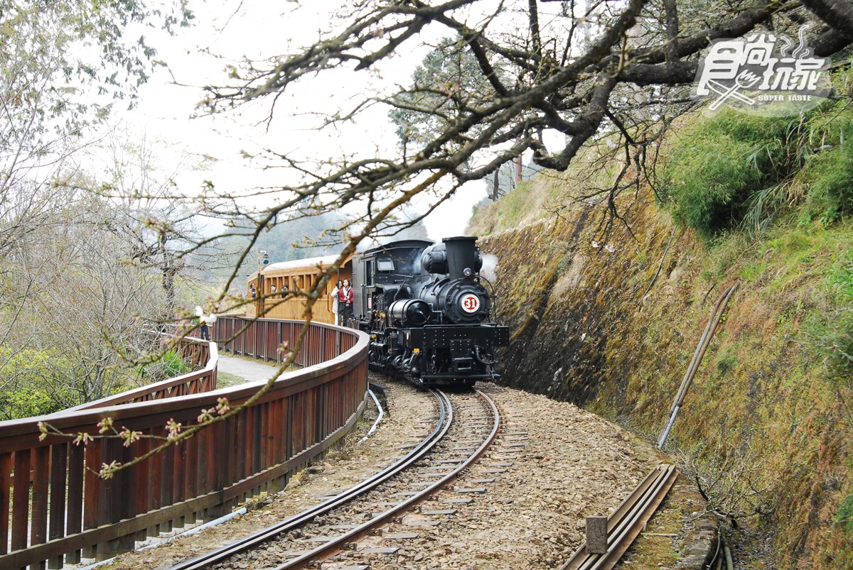小火車復駛了！一次看遍「阿里山森鐵」亮點：千年光武檜神木、樹靈塔傳說、觀日原始步道