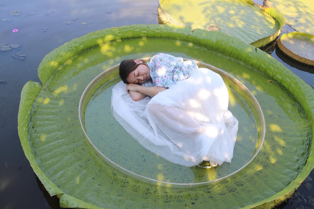 胖子不要怕，「水蓮漂浮法」讓你直接躺下去！8月看「大王蓮」美景正是時候