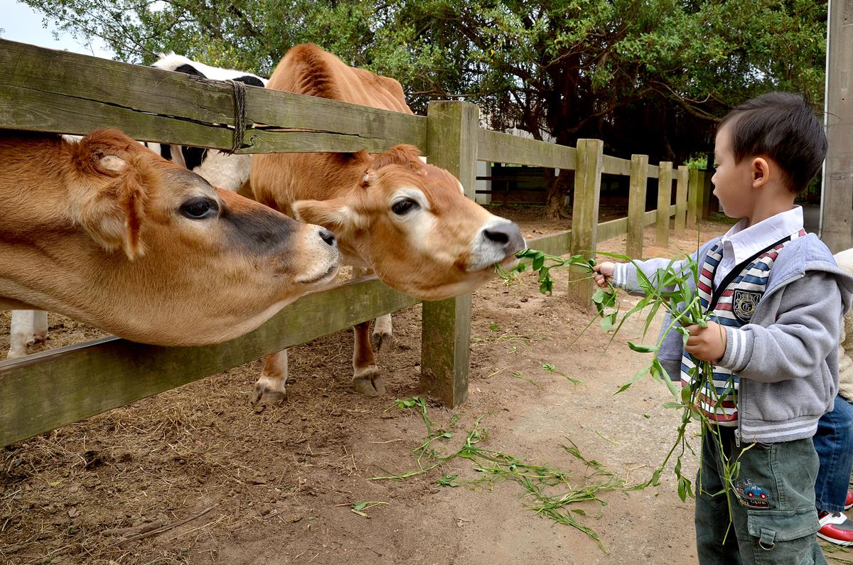 放假遛小孩！這2家牧場8月免費入場，鮮奶霜淇淋+餵牛兒好去處！
