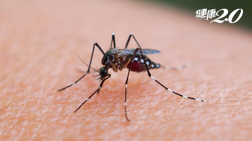 預防登革熱南北大不同蚊子專家教你這樣防蚊才有效 健康2 0
