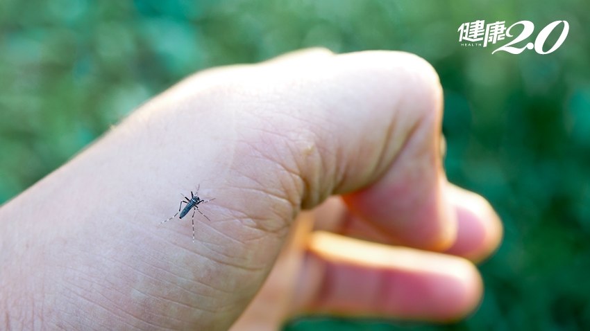 蚊子最愛這３種人！皮膚科醫提醒：被咬別用口水止癢