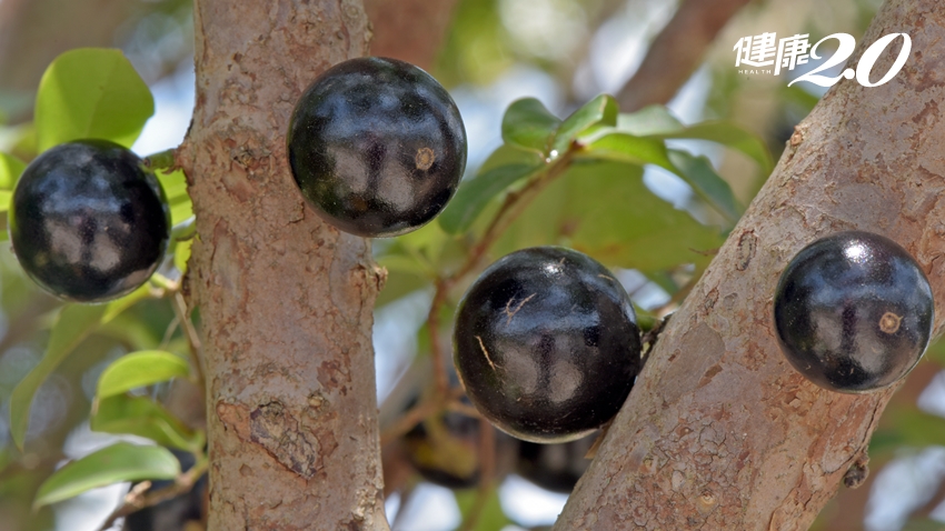 這水果你認識嗎？「樹上的紫寶石」護眼美膚，還能穩定情緒