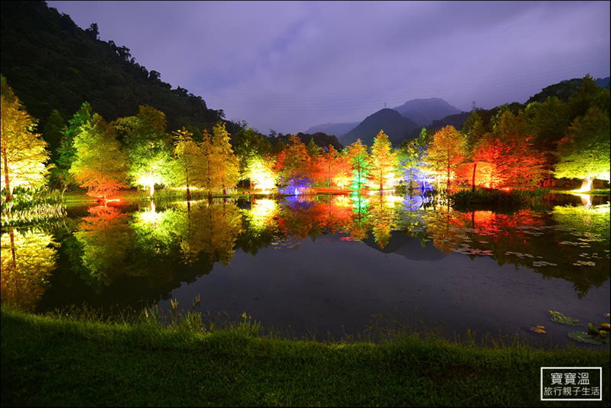 全台12大最美「落羽松」在這裡 七彩燈景、水中倒影超夢幻