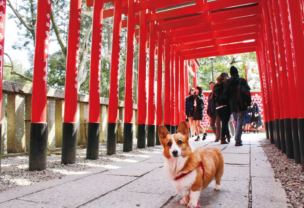 1人1犬祕遊日本！「犬山祭」看3層花車遊街，神社買犬用御守