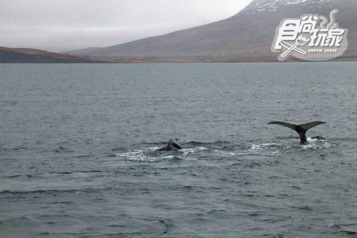 太幸運了！今天在冰島被「鯨魚軍團」包圍！直接給我2招神龍擺尾【小編出任務】