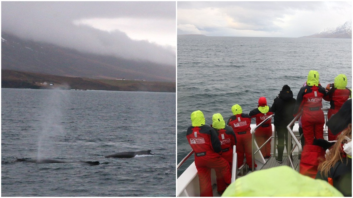 太幸運了！今天在冰島被「鯨魚軍團」包圍！直接給我2招神龍擺尾【小編出任務】