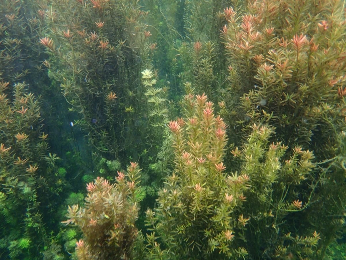 花蓮祕境「夢幻藍泉」 看絕美紅寶石水草森林