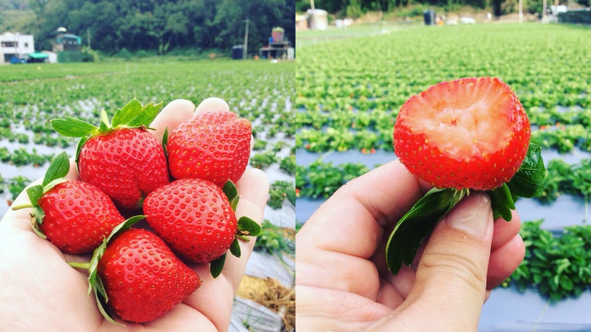 大湖草莓季 提前開採 所有草莓園通通免費入園 食尚玩家