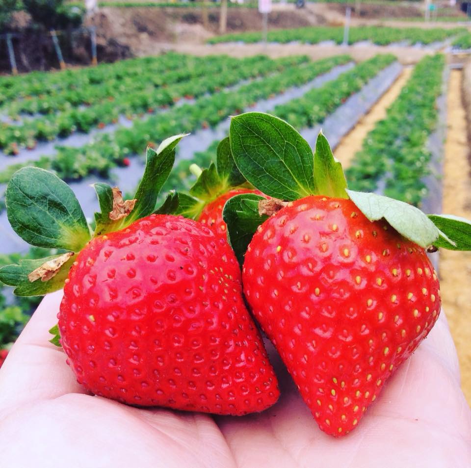 「大湖草莓季」提前開採！所有草莓園通通免費入園