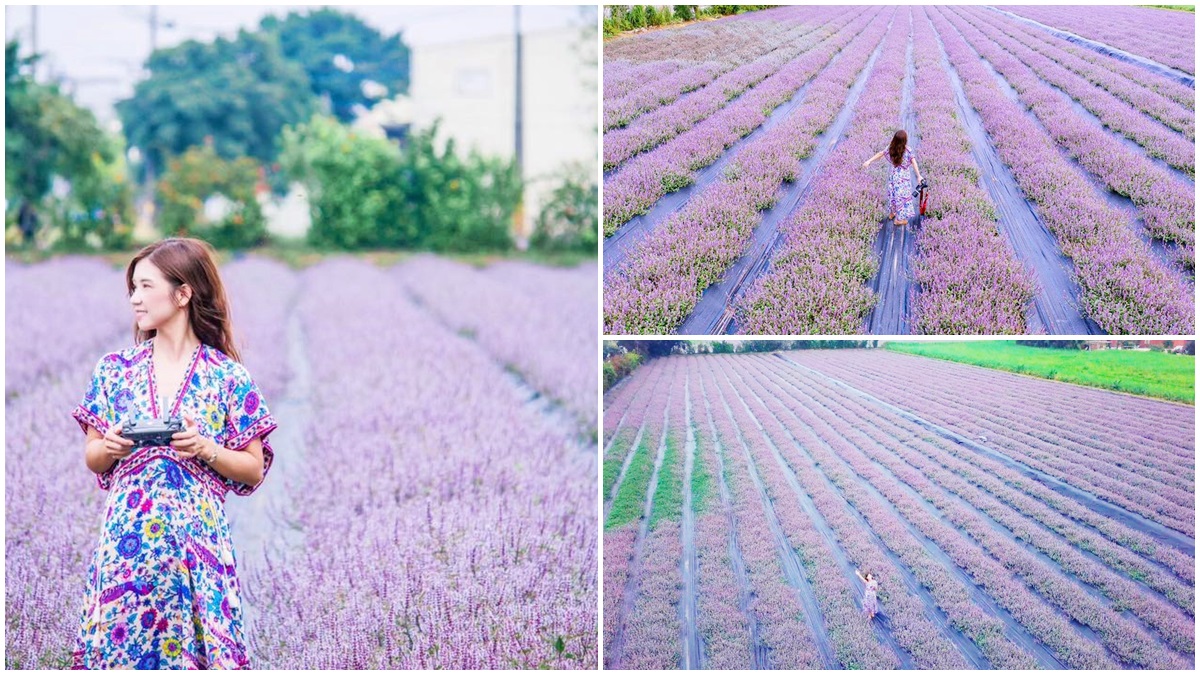 不用羨慕法國 台灣也有超夢幻 粉紫色花海 本週末登場 食尚玩家