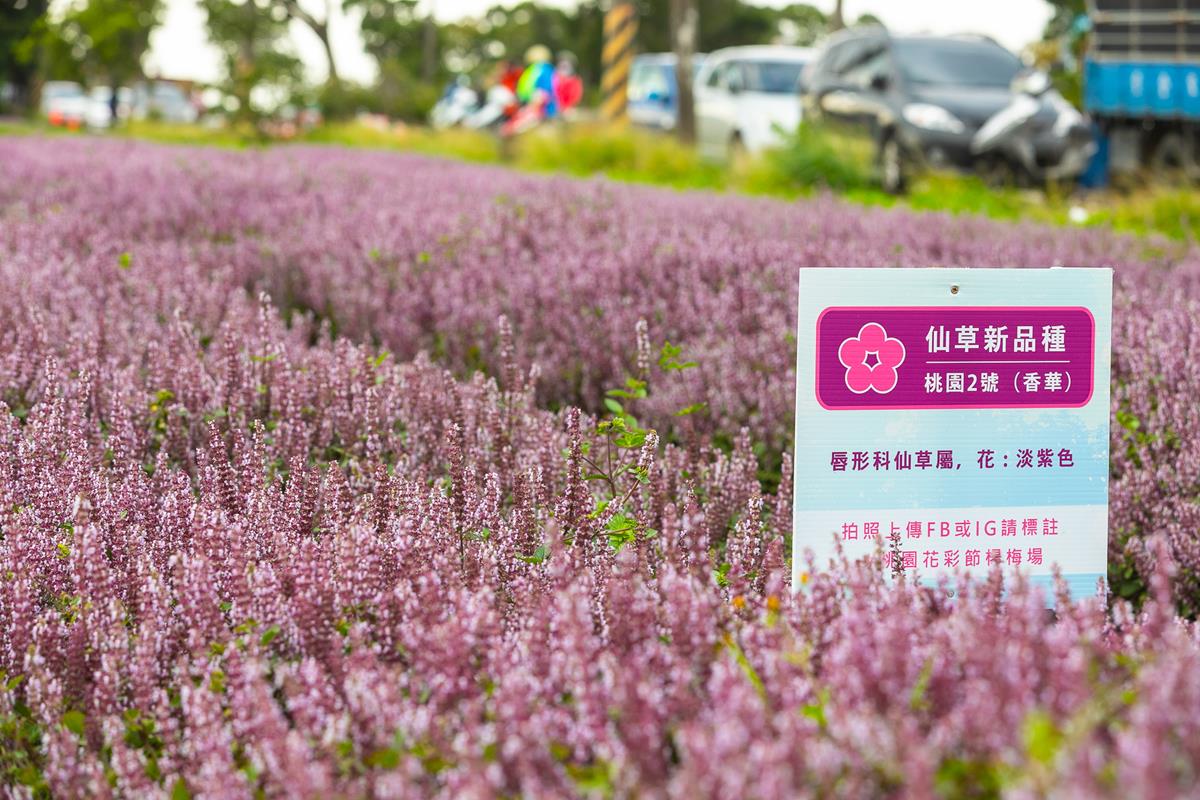 不用羨慕法國！台灣也有超夢幻「粉紫色花海」本週末登場