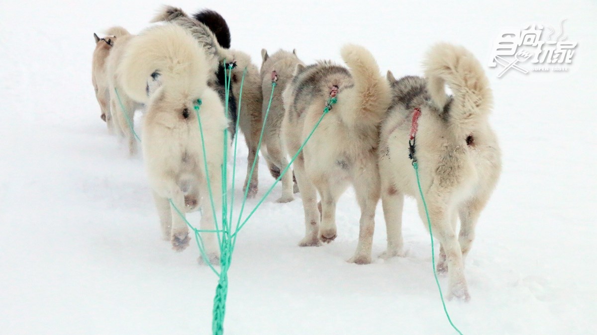 玩家成就解鎖！傳說中的「狗拉雪橇」 北極圈格陵蘭體驗野性的呼喚【食尚小編出任務】