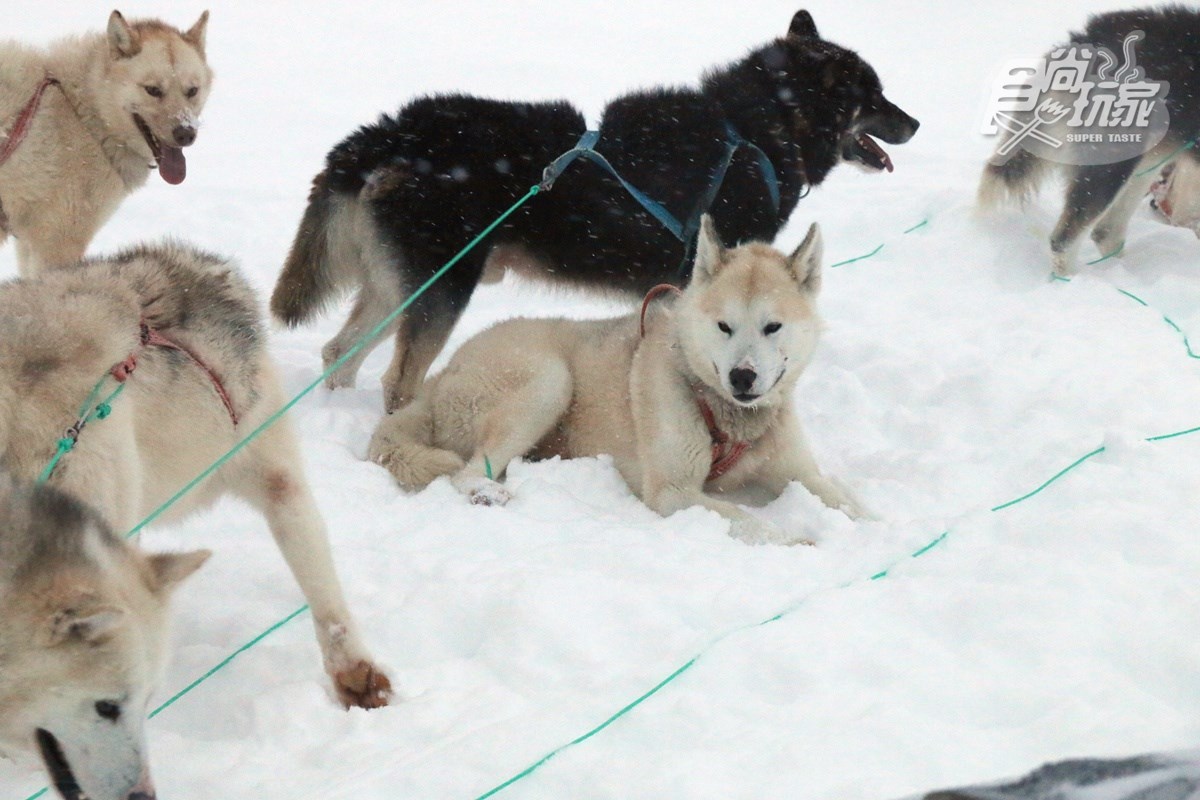 為什麼不可以摸雪橇犬？零下20度怎麼穿才暖？格陵蘭「生存守則」