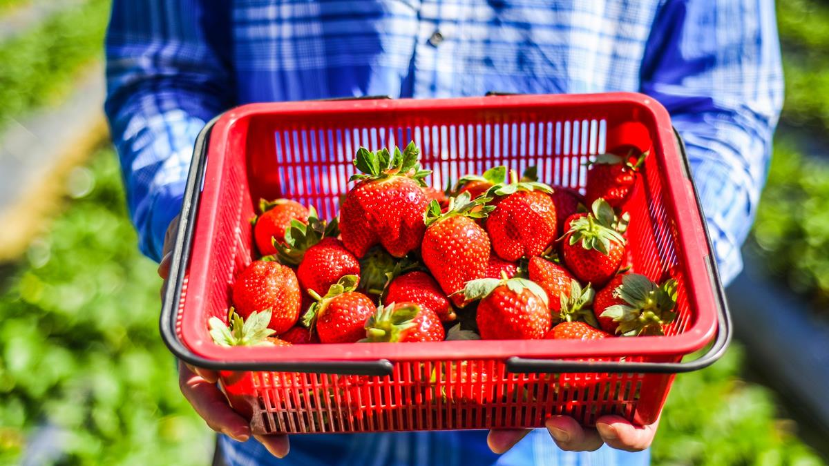 草莓控先衝一波！台北「內湖草莓園」想吃草莓自己採