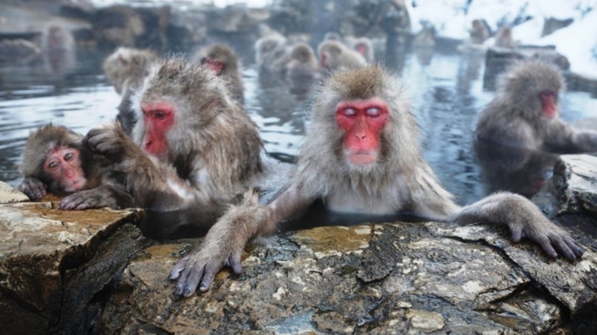 全球6大最有哏溫泉：野生猴子專用、夢幻淡藍泉水、世界最大溫泉湖
