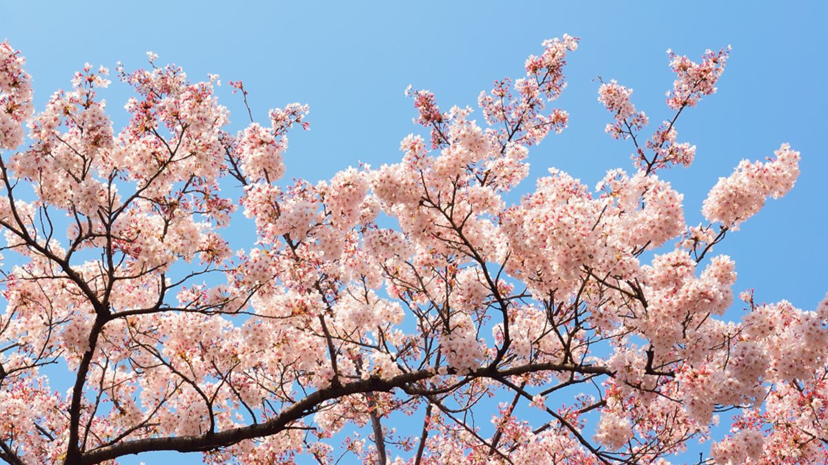 2019賞櫻這張秒懂！ 祕境全攻略，2,600棵櫻花樹看到飽