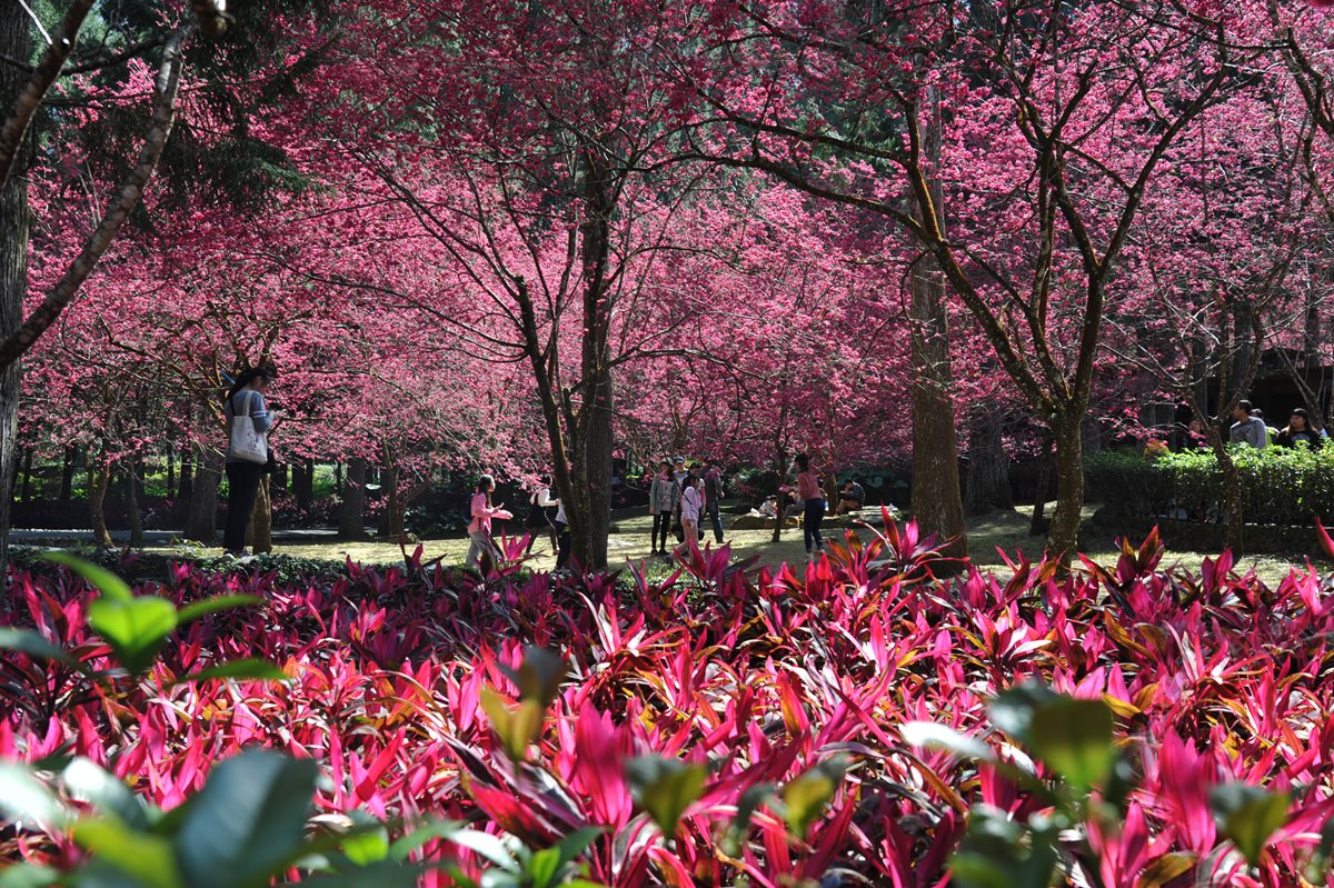 九族「賞櫻祭」開始！5千棵櫻花樹綻放，浴衣、野餐、燈光秀通通有