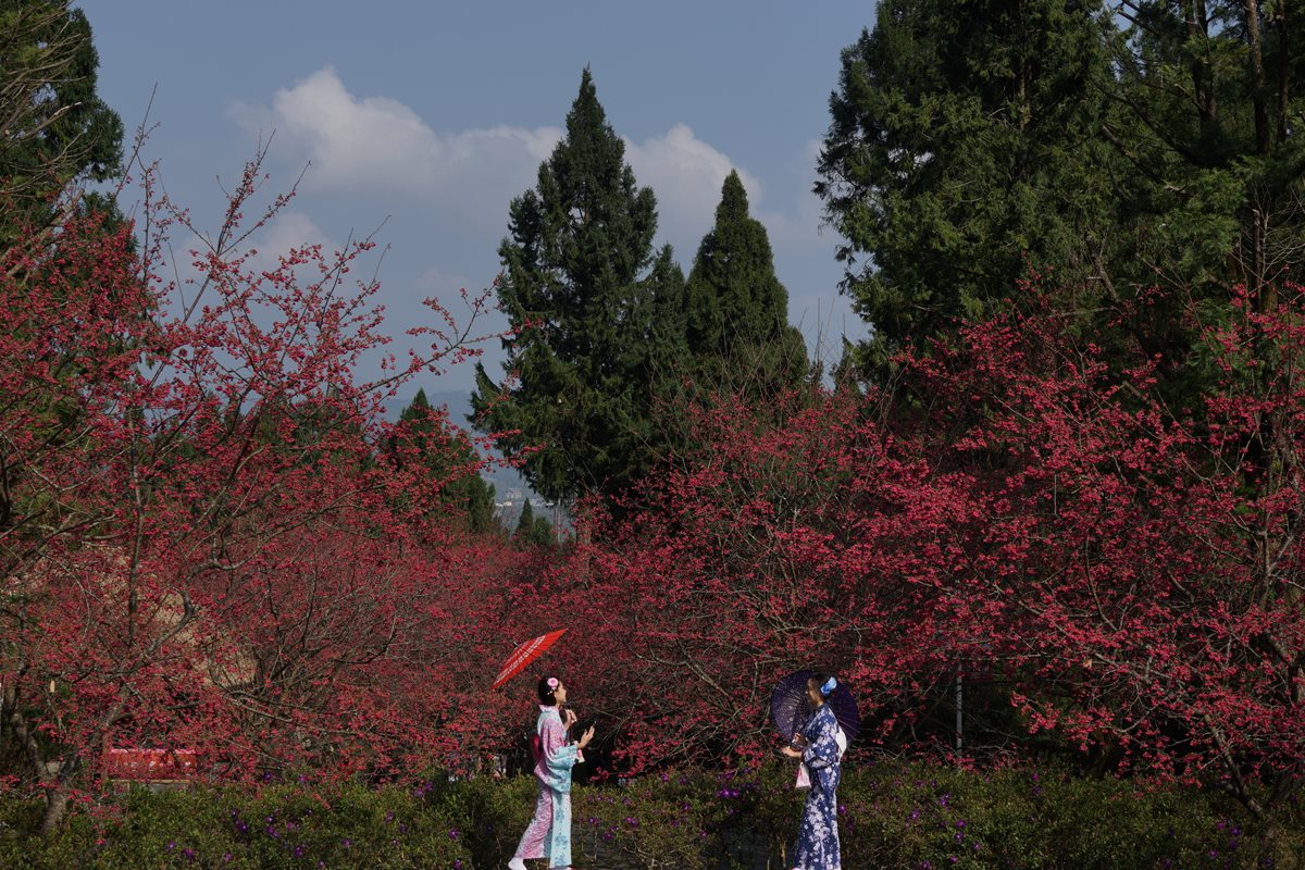 九族「賞櫻祭」開始！5千棵櫻花樹綻放，浴衣、野餐、燈光秀通通有