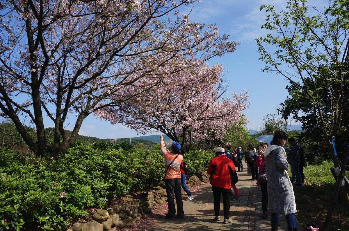1萬6千顆櫻花綻放！「三芝櫻花季」日期公佈，賞花、玩市集、遛小孩