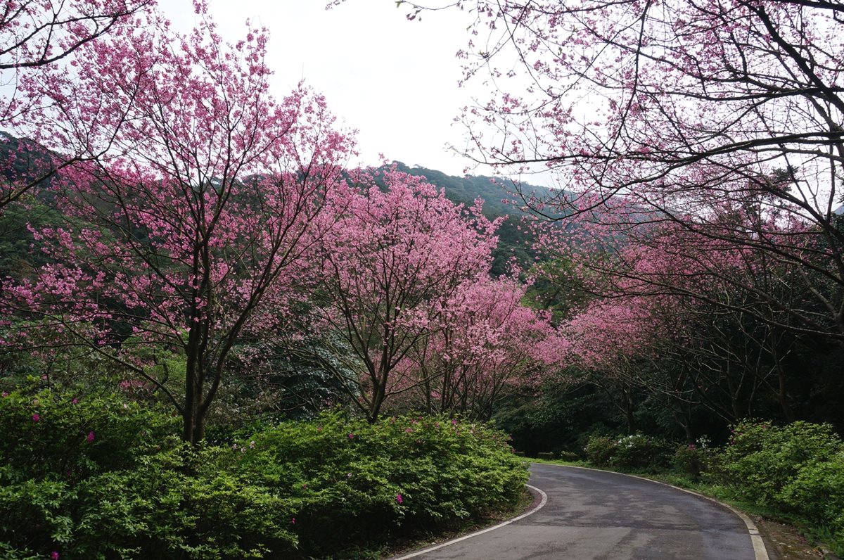 1萬6千顆櫻花綻放！「三芝櫻花季」日期公佈，賞花、玩市集、遛小孩