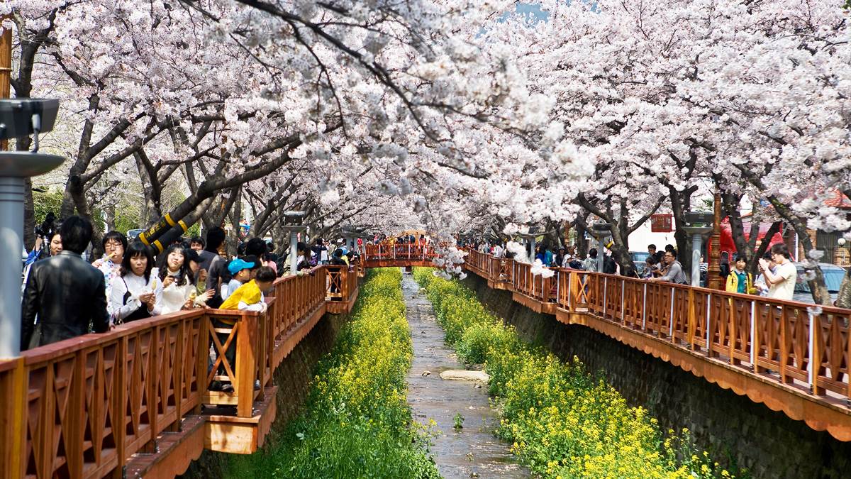 誰說春天只有櫻花開！獻上滿滿韓式「七彩花海」不漏勾