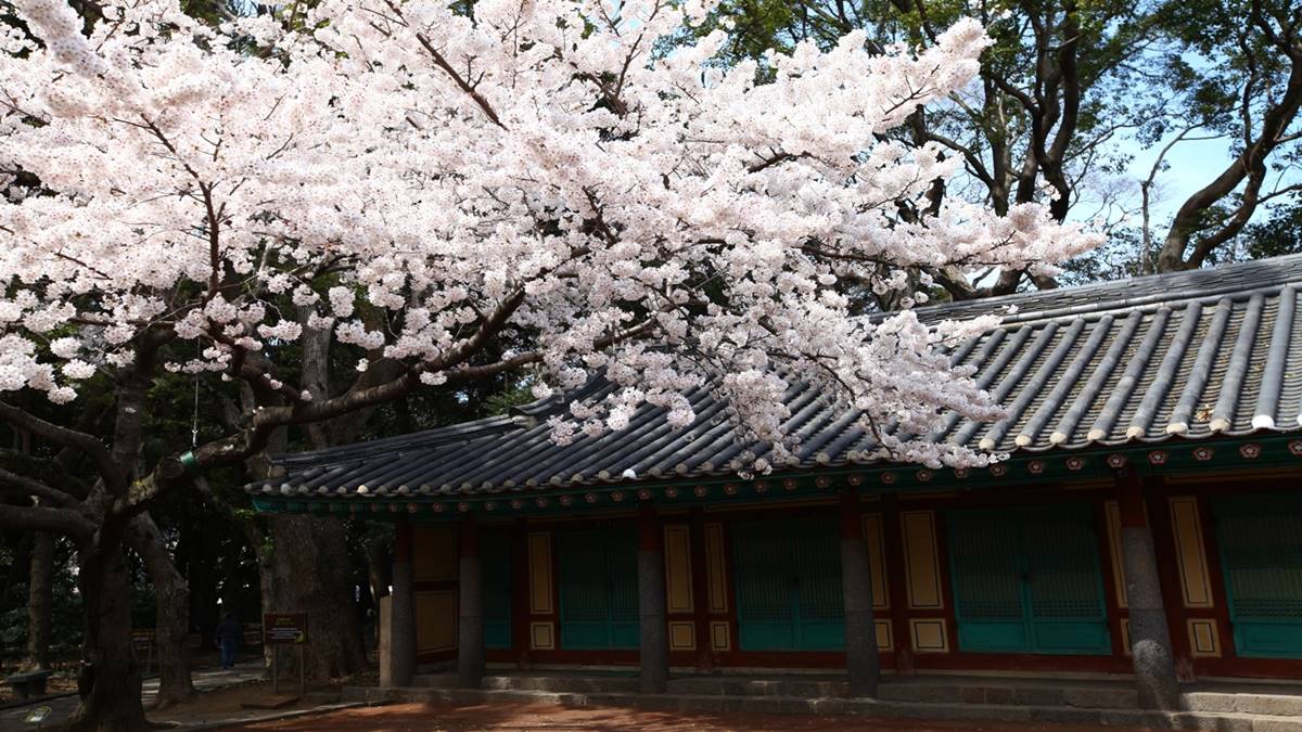 誰說春天只有櫻花開！獻上滿滿韓式「七彩花海」不漏勾