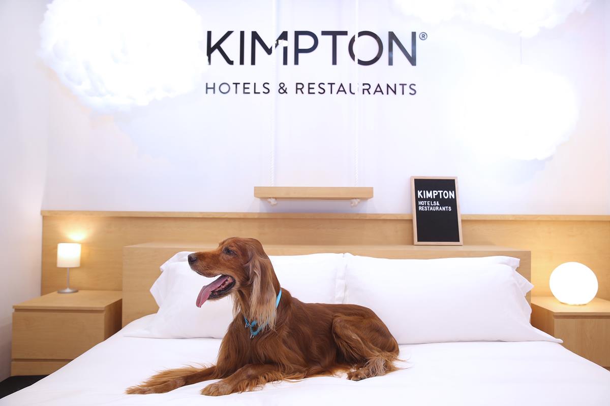 毛小孩一起睡！新飯店開幕「金普頓大安」寵物不加價、附專屬床墊