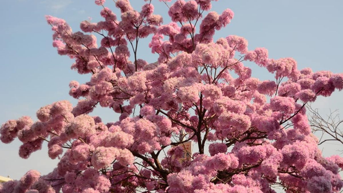 二月最美花海！8個必拍「夢幻櫻花、風鈴木、鬱金香」追花景點