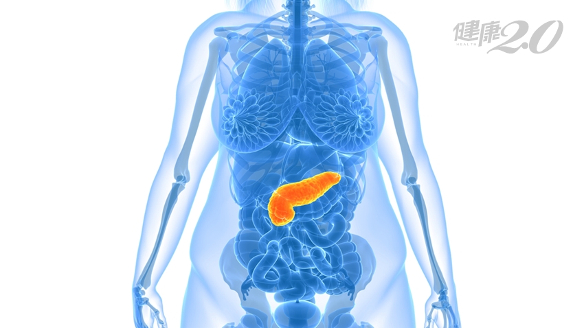 有脂肪肝別輕忽，小心胰臟也遭殃！脂肪胰會引爆胰臟癌嗎？