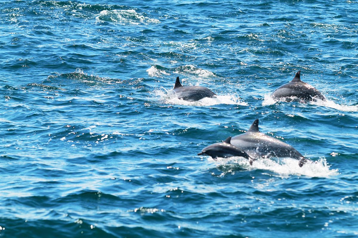 出船玩一波！3月解禁「龜山島」開放登島，賞鯨豚最佳時機趁現在