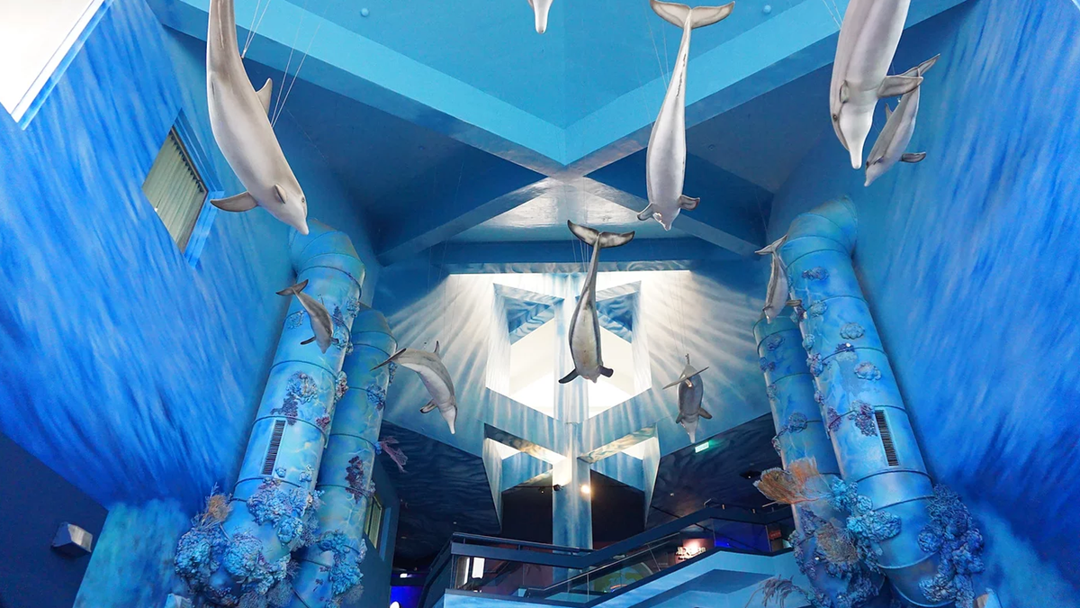14公尺藍色海洋隧道！正式開幕「澎湖水族館」活化石小鱟寶寶可看