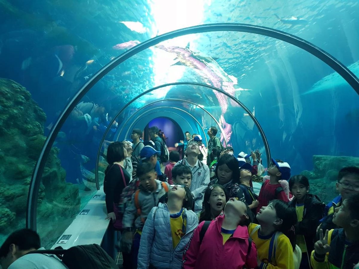 14公尺藍色海洋隧道！正式開幕「澎湖水族館」活化石小鱟寶寶可看