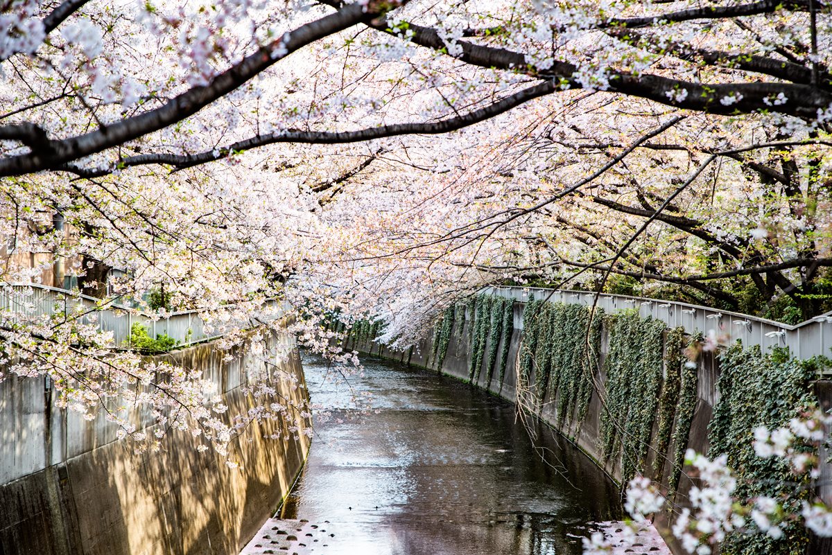 東京最浪漫賞櫻景點！火車伴櫻花海、粉紅獨角獸民宿，每個角落都美拍